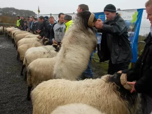 Achill Sheep Show