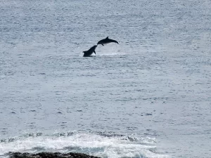 Dolphins at Achill Island, Ireland